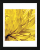 Yellow Mum 2  (Framed) -  Jenny Kraft - McGaw Graphics