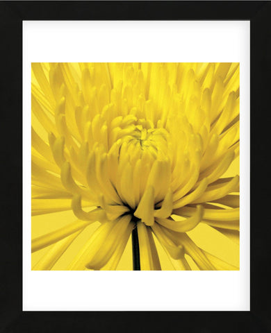 Yellow Mum 4  (Framed) -  Jenny Kraft - McGaw Graphics
