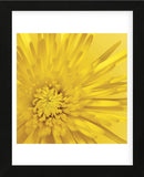 Yellow Mum 3  (Framed) -  Jenny Kraft - McGaw Graphics