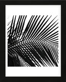 Palms 10 (detail)  (Framed) -  Jamie Kingham - McGaw Graphics