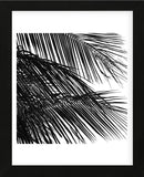 Palms 4 (detail)  (Framed) -  Jamie Kingham - McGaw Graphics