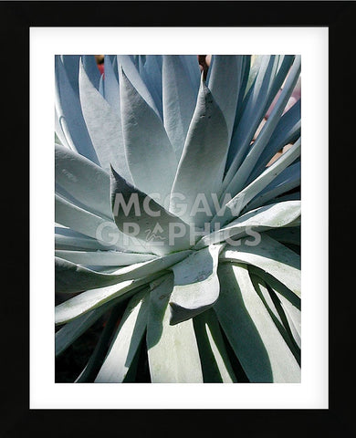 Cactus 1  (Framed) -  Jenny Kraft - McGaw Graphics