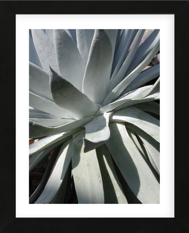 Cactus 2  (Framed) -  Jenny Kraft - McGaw Graphics