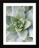 Cactus 3  (Framed) -  Jenny Kraft - McGaw Graphics