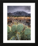 Cactus Overcast (Framed) -  Bob Larson - McGaw Graphics