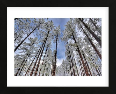 Pine Stretch (Framed) -  Bob Larson - McGaw Graphics