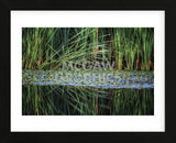 Splitting Reeds (Framed) -  Bob Larson - McGaw Graphics