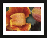 After the Rain 6820 (Framed) -  Brian Leighton - McGaw Graphics