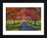 Lane in Fall (Framed) -  Robert Lott - McGaw Graphics