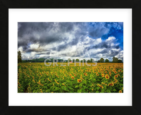Sunflower Field (Framed) -  Robert Lott - McGaw Graphics