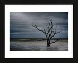 Tree on Botany Bay (Framed) -  Robert Lott - McGaw Graphics