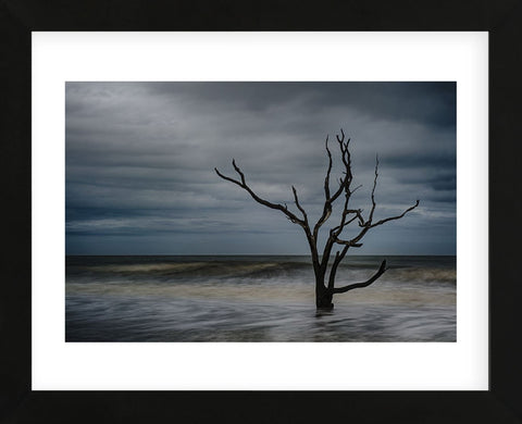 Tree on Botany Bay (Framed) -  Robert Lott - McGaw Graphics