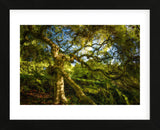 Japanese Maple (Framed) -  Robert Lott - McGaw Graphics