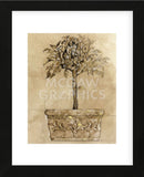 Victorian Topiary  (Framed) -  Pyper Morgan - McGaw Graphics