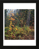 Sprinkle of Fall Color  (Framed) -  Phillip Mueller - McGaw Graphics