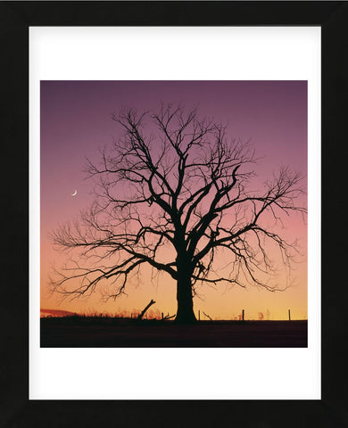 Arboral Afterglow  (Framed) -  Phillip Mueller - McGaw Graphics