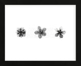 X-Ray Frangipani Triptych (Framed) -  Bert Myers - McGaw Graphics