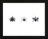 X-Ray Orchid Triptych (Framed) -  Bert Myers - McGaw Graphics