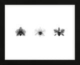 X-Ray Orchid Triptych (Framed) -  Bert Myers - McGaw Graphics