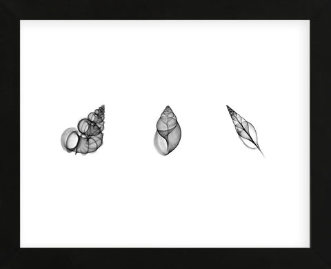 X-Ray Landsnail Triptych (Framed) -  Bert Myers - McGaw Graphics