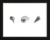X-Ray Nautilus Triptych (Framed) -  Bert Myers - McGaw Graphics
