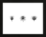 X-Ray Rose Triptych (Framed) -  Bert Myers - McGaw Graphics