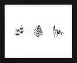 X-Ray Foxglove Triptych (Framed) -  Bert Myers - McGaw Graphics