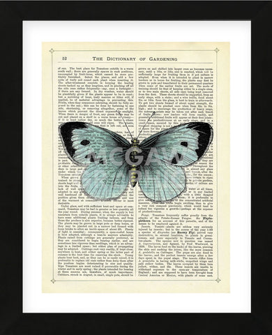 Blue Butterfly (Framed) -  Marion McConaghie - McGaw Graphics