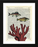 Two Fish with Coral (Framed) -  Marion McConaghie - McGaw Graphics