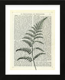 Fern 2 (Framed) -  Marion McConaghie - McGaw Graphics