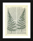 Fern (Framed) -  Marion McConaghie - McGaw Graphics