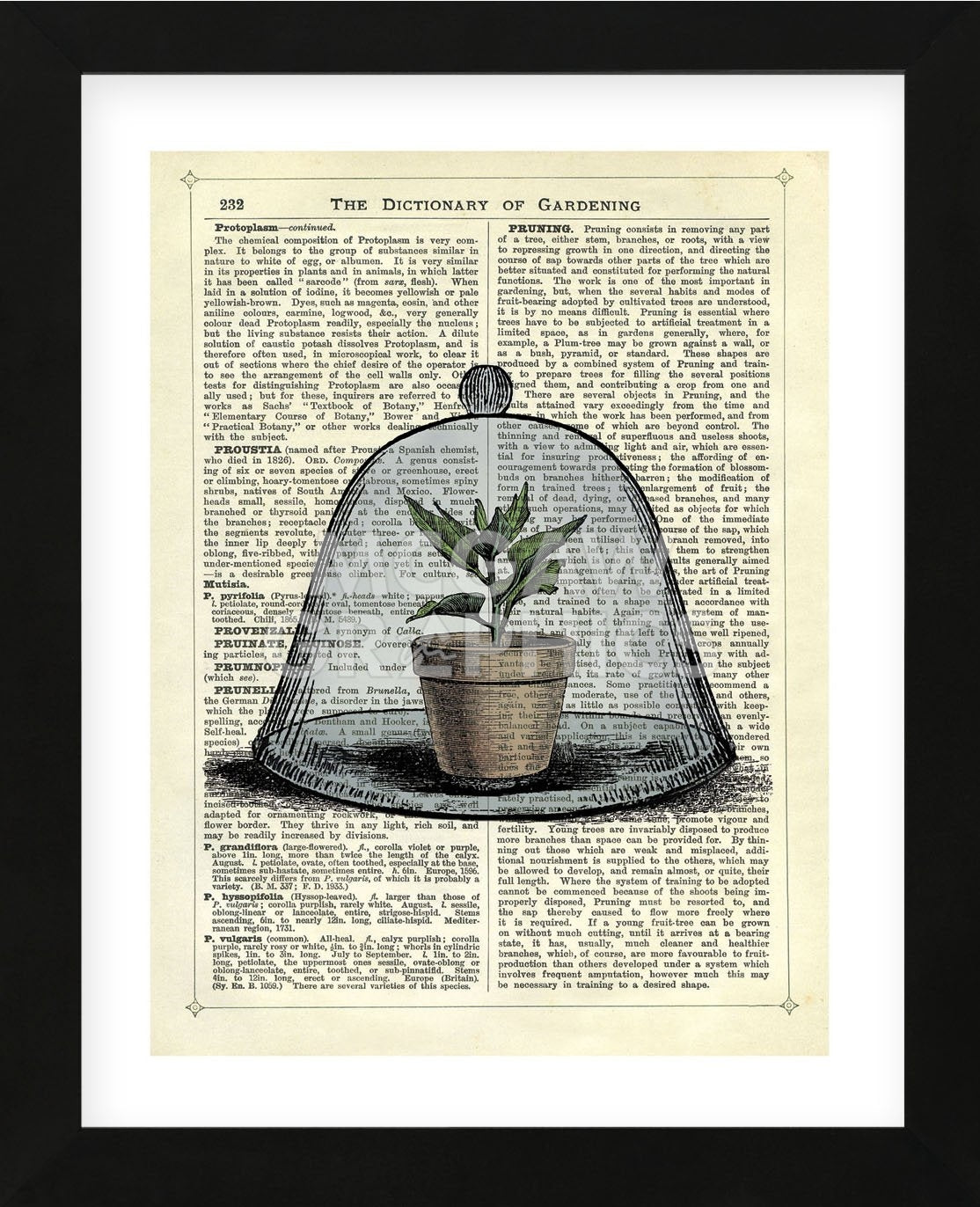 house plant synonym Plant Pot in Glass Cloche (Framed)