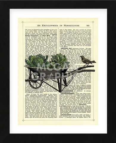 Wheelbarrow Lettuce & Bird (Framed) -  Marion McConaghie - McGaw Graphics
