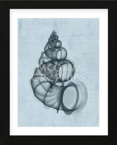 Wentletrap Shell (light blue) (Framed) -  Bert Myers - McGaw Graphics
