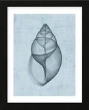 Achatina Shell (light blue) (Framed) -  Bert Myers - McGaw Graphics