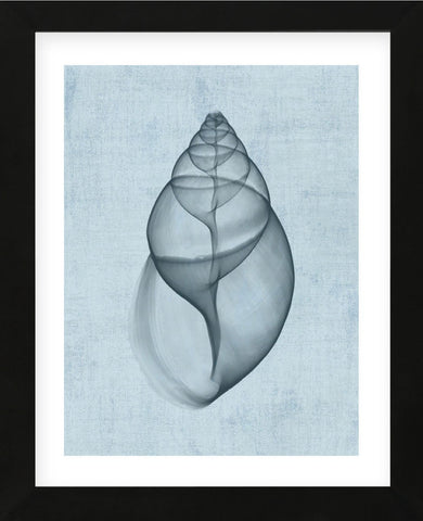 Achatina Shell (light blue) (Framed) -  Bert Myers - McGaw Graphics