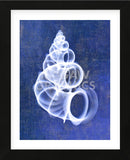 Wentletrap Shell (indigo) (Framed) -  Bert Myers - McGaw Graphics