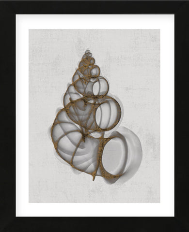 Wentletrap Shell (Framed) -  Bert Myers - McGaw Graphics