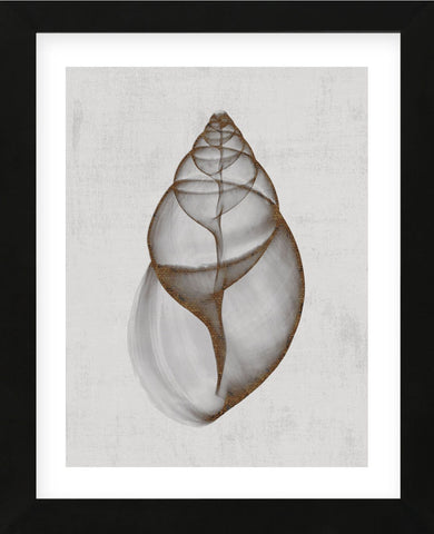 Achatina Shell (Framed) -  Bert Myers - McGaw Graphics
