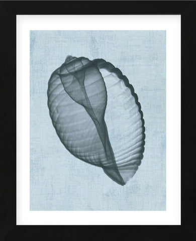 Banded Tun Shell (light blue) (Framed) -  Bert Myers - McGaw Graphics