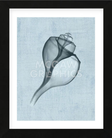 Channelled Whelk (light blue) (Framed) -  Bert Myers - McGaw Graphics