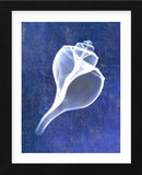 Channelled Whelk (indigo) (Framed) -  Bert Myers - McGaw Graphics