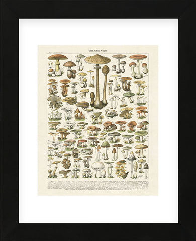 Champignons I (Framed) -  Adolphe Millot - McGaw Graphics