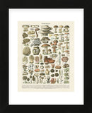 Champignons II (Framed) -  Adolphe Millot - McGaw Graphics