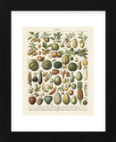Fruits I (Framed) -  Adolphe Millot - McGaw Graphics