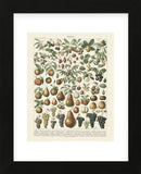 Fruits II (Framed) -  Adolphe Millot - McGaw Graphics