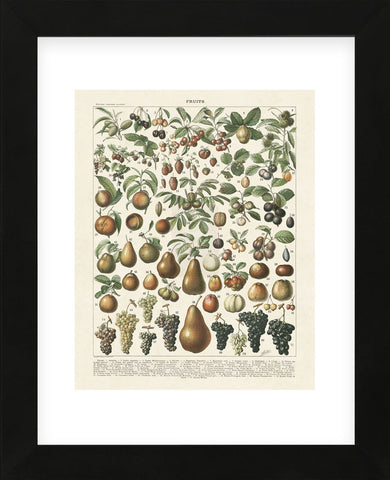 Fruits II (Framed) -  Adolphe Millot - McGaw Graphics