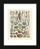 Legumes I (Framed) -  Adolphe Millot - McGaw Graphics