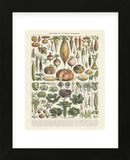 Legumes II (Framed) -  Adolphe Millot - McGaw Graphics