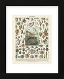 Mollosques II (Framed) -  Adolphe Millot - McGaw Graphics